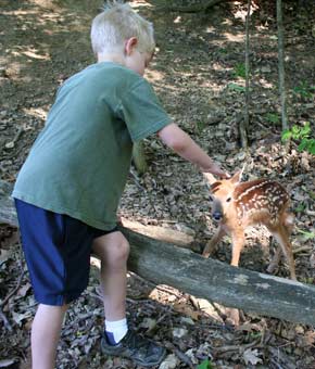 Charlie Anderson in woods as fawn approaches