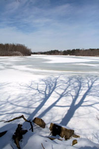 shadows of trees over a frozen lake