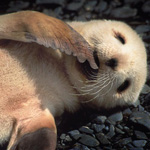 Antartic Fur Seal