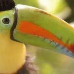 Toucan