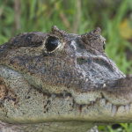 Gator