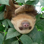 Sloth