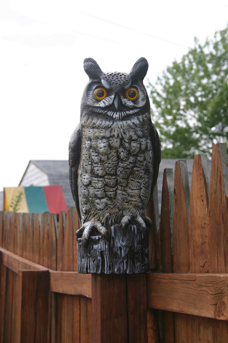 Owl