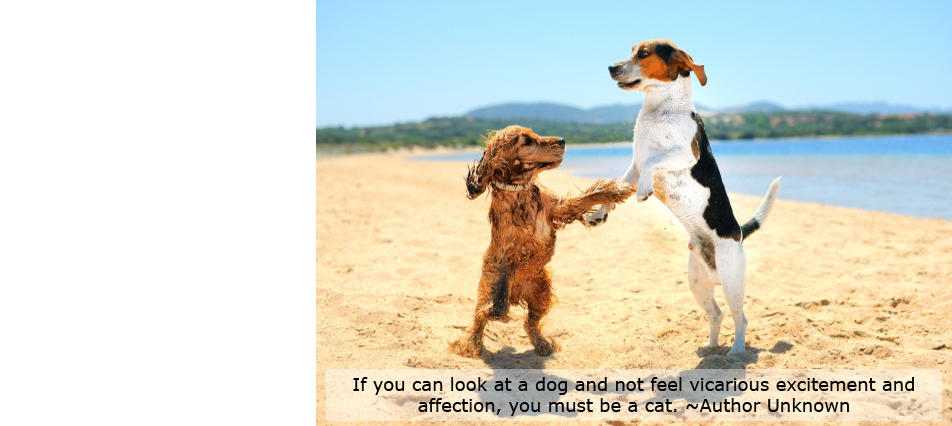If you can look at a dog and not feel vicarious excitement and affection, you must be a cat ˜Author Unknown