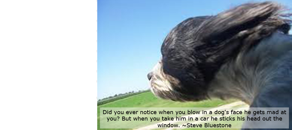 Did you ever notice when you blow in a dog's face he gets mad at you? But when you take him in a car he sticks his head out the window. ˜Steve Bluestone