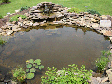 backyard pond with fish