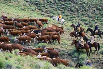 five cowboys pushing a herd of cattle