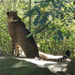 Wild cats like cheetahs for you to observe in naturalistic habitats