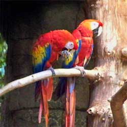 Get close up to parrots and more