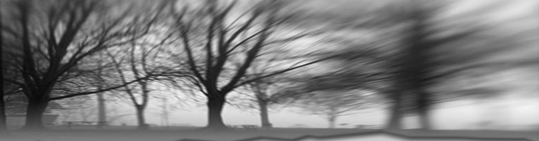 large image of grey and gloomy trees