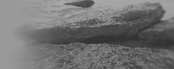 grey image of bird on rock