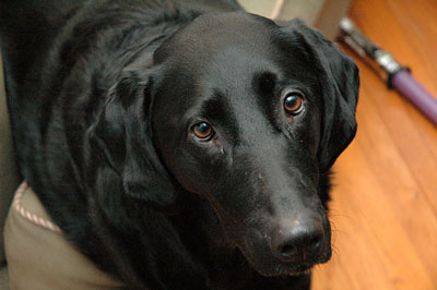 Lulu, Labrador Retriever