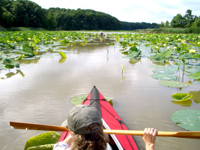 kayaker padding through lily pads on a red folbot