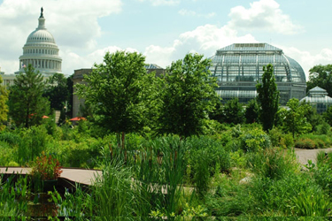 A shot of the Capitol Building and the Greenhouse Atrium at the US Botanic Garden