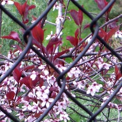Pink blossoms seen through chain link fence