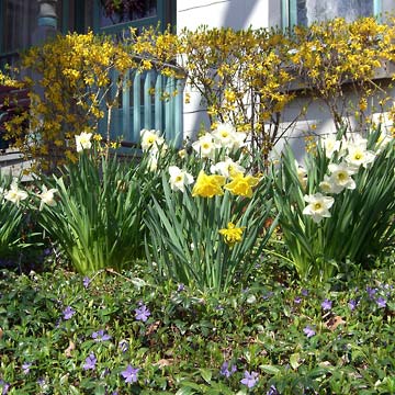 Yellow forsythia and daffodils, purple myrtle blossoms
