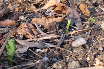 Green pea sprout coming out of ground