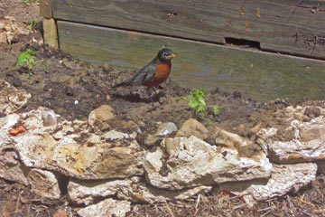 Robin in planting bed