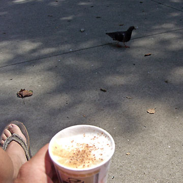 Cup of coffee and pigeon on ground