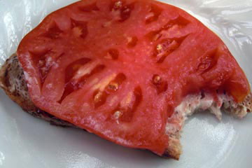 Big slice of tomato on bread with a bite taken out