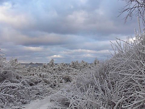 Ice-covered bushes