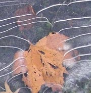 Detail of ice and leaves