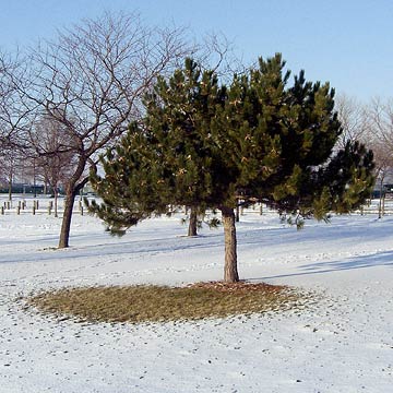 Clear area in snow created by tree's protection