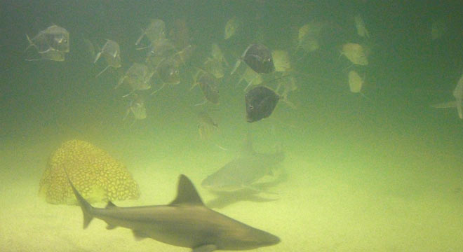 Sharks & fish at aquarium