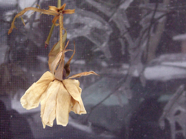 Dried flower on branch