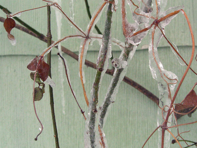Ice-covered vines with a couple of leaves