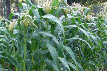 Corn growing in garden