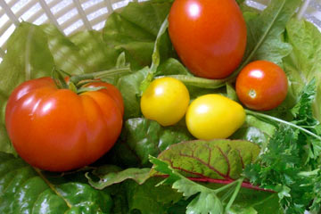Tomatoes, lettuce, chard in bowl