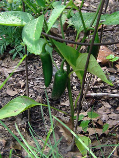 Two jalapeno peppers on the plant in the garden
