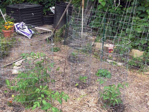 Garden with wire mesh fencing
