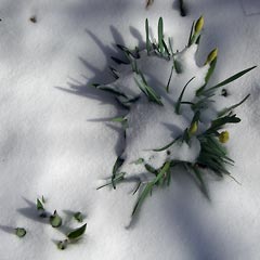 Snow on the daffodils