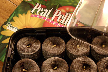 Seed starter mini-greenhouse