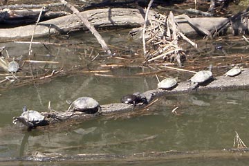 Group of turtles sunning themselves on log in canal.