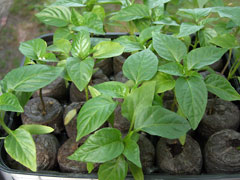 Pepper plants in tray