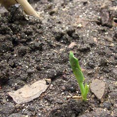 Tiny green pea sprout coming out of ground