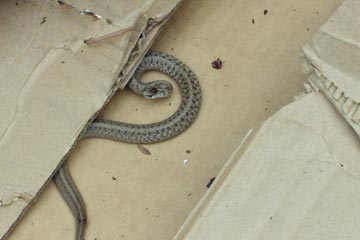Garter snake curled up on cardboard