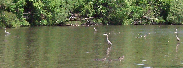 Lower Shaker Lake with five gray herons