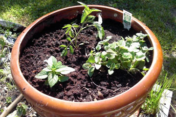 Round planter with seedlings