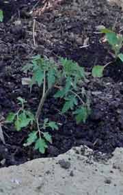 Tomato seedling in ground