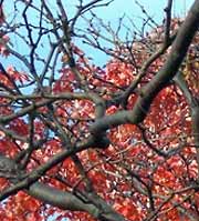 Red leaves and branches in tree