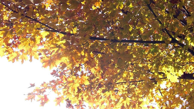 Yellow leaves and sky