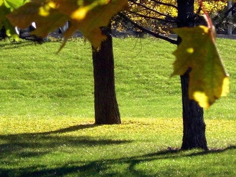 Ginko tree losing its leaves