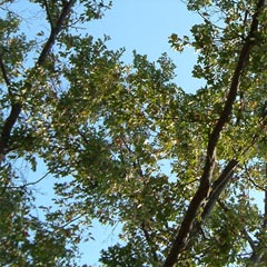 Looking up through the leaves of an oak tree