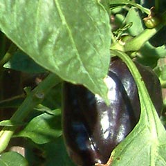 Pepper plant with purple pepper