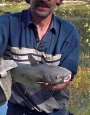 Man holding big catfish