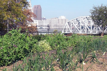 Rows of vegetables overlooking the Flats